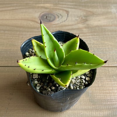 アガベ sp. ピロン クバ 1株 Agave sp pilon kuba 長与町/アグリューム