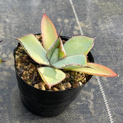 アガベ グアダラハラナ 1株 Agave guadalajarana 長与町/アグリューム
