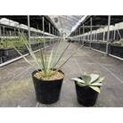 ユッカ リギダ&アガベ グアダラハラナ 各1株 長与町/アグリューム
