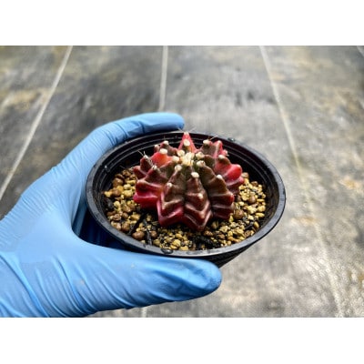 ギムノカリキウム ミハノビッチ 1株 長与町/アグリューム