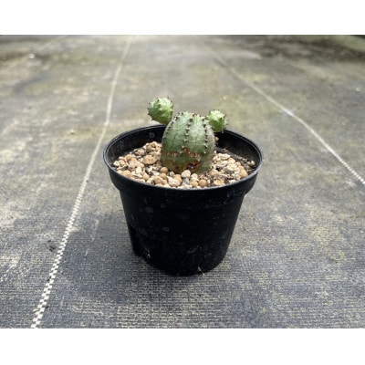 Euphorbia ObesaBlow ユーフォルビア オベサブロー 1株 長与町/アグリューム