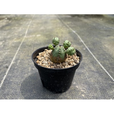 Euphorbia ObesaBlow ユーフォルビア オベサブロー 1株 長与町/アグリューム