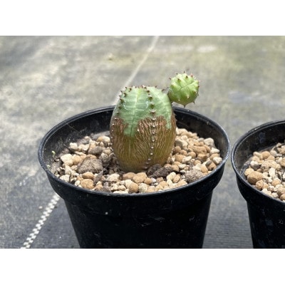 Euphorbia ObesaBlow ユーフォルビア オベサブロー 1株 長与町/アグリューム