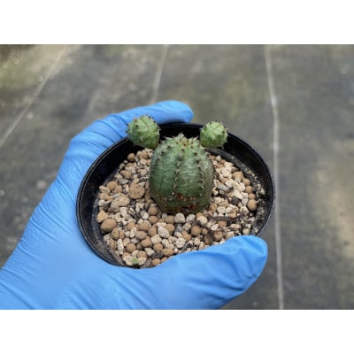 Euphorbia ObesaBlow ユーフォルビア オベサブロー 1株 長与町/アグリューム