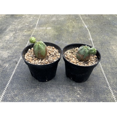 Euphorbia ObesaBlow ユーフォルビア オベサブロー 2株 長与町/アグリューム