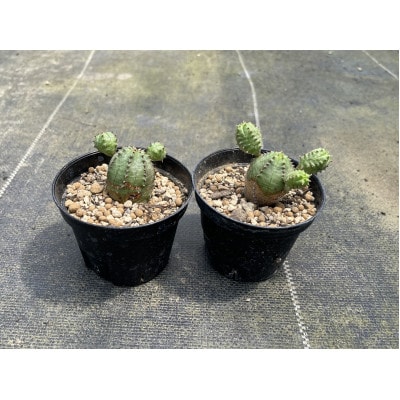 Euphorbia ObesaBlow ユーフォルビア オベサブロー 2株 長与町/アグリューム