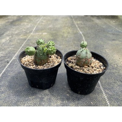 Euphorbia ObesaBlow ユーフォルビア オベサブロー 2株 長与町/アグリューム