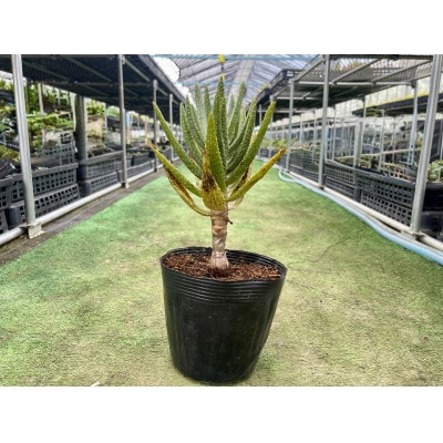 アロエ ディコトマ(小) 1株 長与町/アグリューム Aloidendron dichotomum