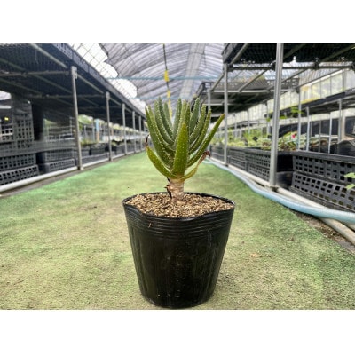アロエ ディコトマ(小) 1株 長与町/アグリューム Aloidendron dichotomum