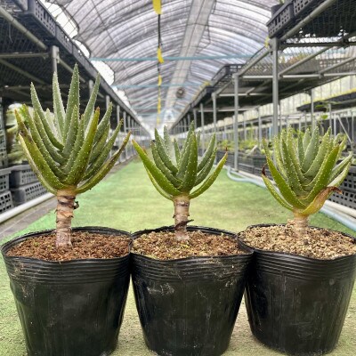 アロエ ディコトマ(小) 3株 長与町/アグリューム Aloidendron dichotomum