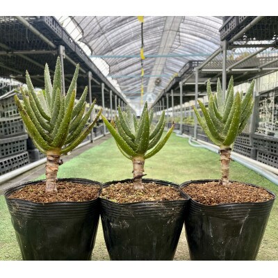 アロエ ディコトマ(小) 3株 長与町/アグリューム Aloidendron dichotomum