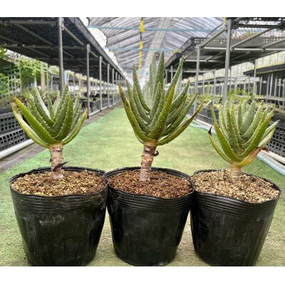 アロエ ディコトマ(小) 3株 長与町/アグリューム Aloidendron dichotomum