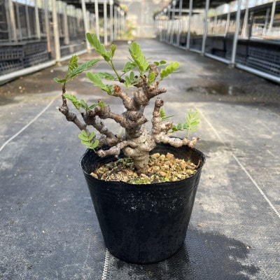 センナ メリディオナリス 1株 Senna meridionalis 長与町/アグリューム