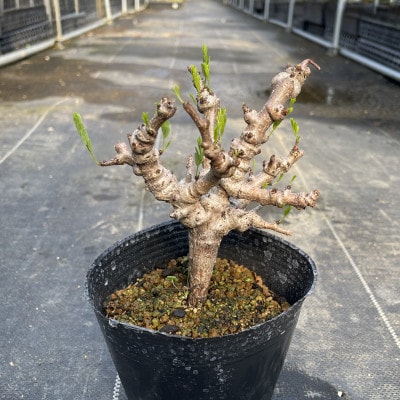 センナ メリディオナリス 1株 Senna meridionalis 長与町/アグリューム