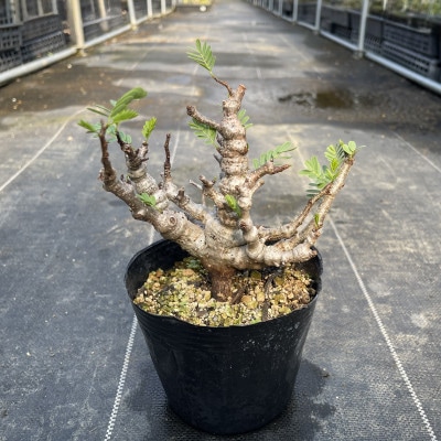 センナ メリディオナリス 1株 Senna meridionalis 長与町/アグリューム