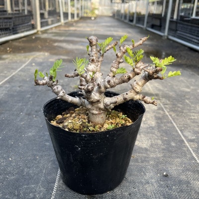 センナ メリディオナリス 1株 Senna meridionalis 長与町/アグリューム