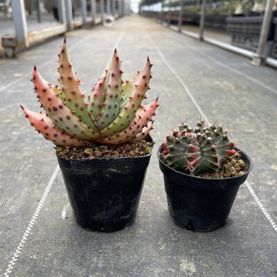 ギムノカリキウム ミハノビッチ&アロエ マルロシー 各1株