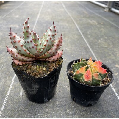 ギムノカリキウム ミハノビッチ&アロエ マルロシー 各1株