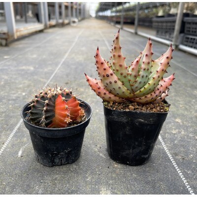 ギムノカリキウム ミハノビッチ&アロエ マルロシー 各1株