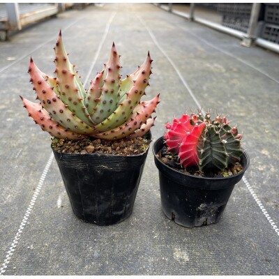 ギムノカリキウム ミハノビッチ&アロエ マルロシー 各1株