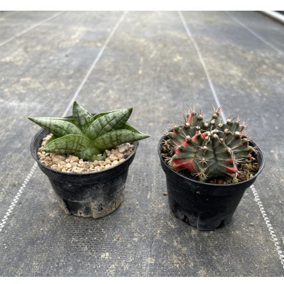 ギムノカリキウム ミハノビッチ&サンセベリア ボンセレンシスドワーフ 各1株