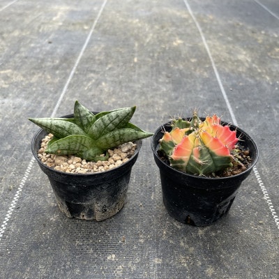 ギムノカリキウム ミハノビッチ&サンセベリア ボンセレンシスドワーフ 各1株