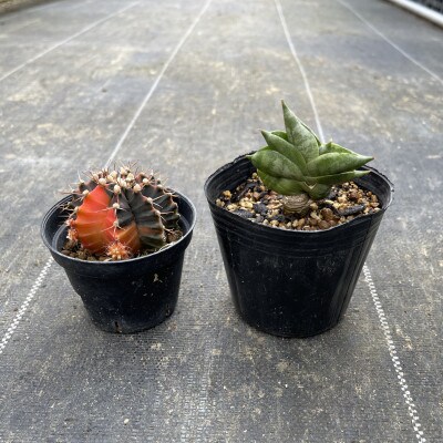 ギムノカリキウム ミハノビッチ&サンセベリア ボンセレンシスドワーフ 各1株