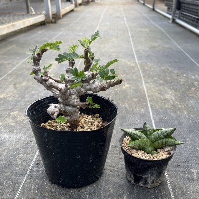センナ メリディオナリス&サンセベリア ボンセレンシスドワーフ 各1株