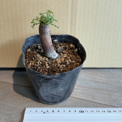 Operculicarya pachypus オペルクリカリア パキプス(大)1株
