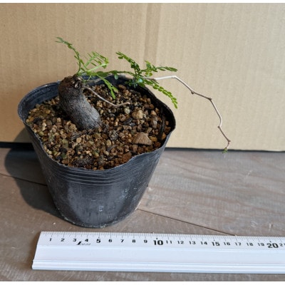 Operculicarya pachypus オペルクリカリア パキプス(大)1株