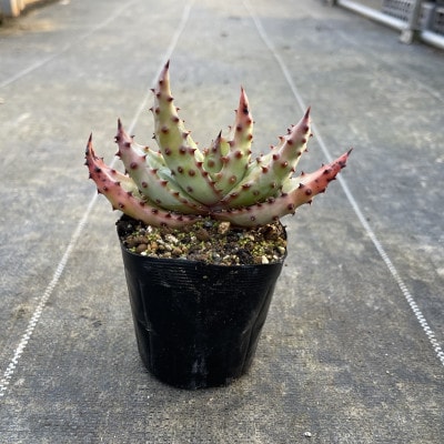 アロエ マルロシー 1株 Aloe marlothii