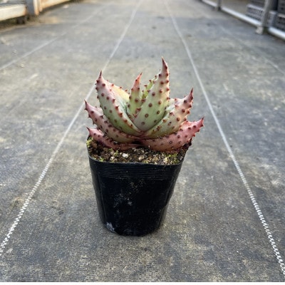 アロエ マルロシー 1株 Aloe marlothii