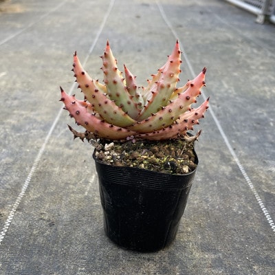アロエ マルロシー 1株 Aloe marlothii