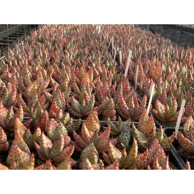 アロエ マルロシー 1株 Aloe marlothii