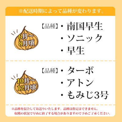 玉ねぎ 15kg 家庭用 先行受付 野菜 高知 大小混合 ke-0039