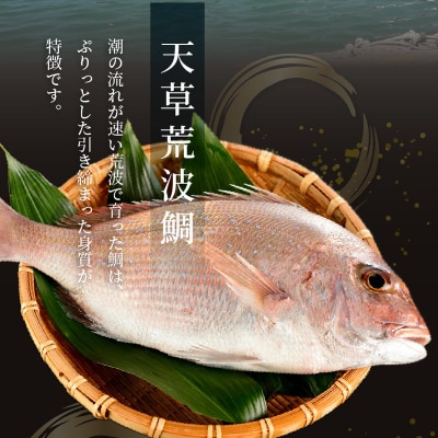 漁師の沖めし真鯛(70g)×8袋_S006-001