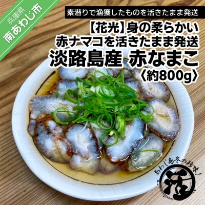 【花光】【あわじ島冬の珍味!身の柔らかい赤ナマコを活きたまま発送】淡路島産 赤なまこ(活)約800