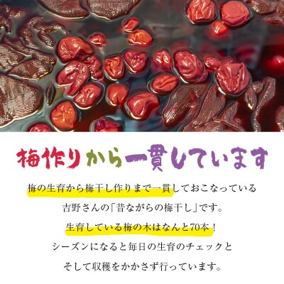 昔ながらの『南高梅』梅干し5パック　[1367]