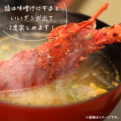 【年末年始配送日指定可】海老の代表格!天然イセエビボイル(小2尾～3尾)【受取も安心♪冷凍便】