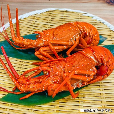 【年末年始配送日指定可】海老の代表格!天然イセエビボイル(小2尾～3尾)【受取も安心♪冷凍便】