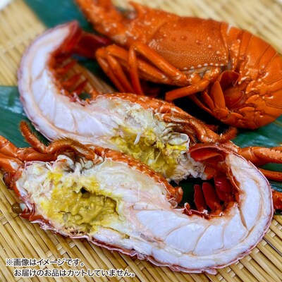 【年末年始配送日指定可】海老の代表格!天然イセエビボイル(中2尾～3尾)【受取も安心♪冷凍便】