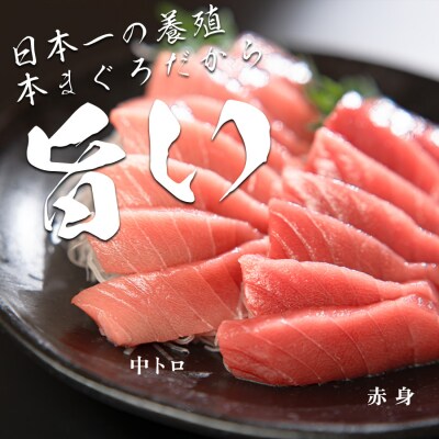 【高知県産 養殖本マグロ】450g(中トロ300g 赤身150g)小分け柵 急速冷凍
