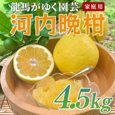 河内晩柑 4.5kg (M～5L) 【家庭用】 ばんかん 晩柑 バンカン 夏文旦 みかん 柑橘