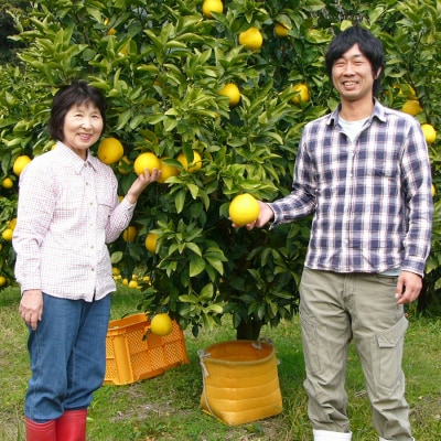 河内晩柑 4.5kg (M～5L) 【家庭用】 ばんかん 晩柑 バンカン 夏文旦 みかん 柑橘