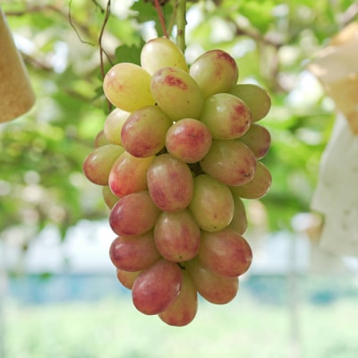 【2026年8・9月発送予定】ぶどう 種なし おまかせ 1房 (500g) ブドウ 葡萄 厳選 限定