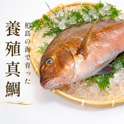 朝獲れ 真鯛 フィーレ 皮付き 500g以上 刺身 冷蔵 養殖 たい タイ マダイ セ