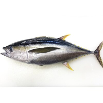 天然 キハダマグロ 赤身 柵 約1kg (2～4柵) 刺身 海鮮 簡単調理 大容量  鮮度抜群