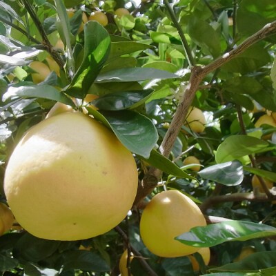 【高知県 大月町産】ばんかんじゅーす1本・ばんかんぜりー8個セット