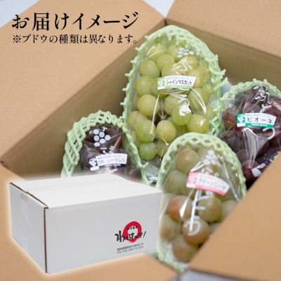 おまかせぶどう 詰め合わせ 2.4kg 4房以上 朝採れ ブドウ マスカット 果物 フルーツ 冷蔵