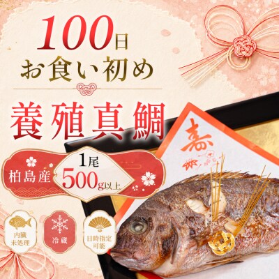 お食い初め 真鯛 1尾 500g以上 尾頭付き 鯛 のみ 1匹 真空パック 祝い鯛 100日祝い